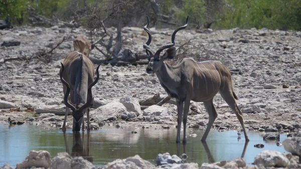 Dos Kudus Más Grandes Bebiendo Estanque —  Fotos de Stock