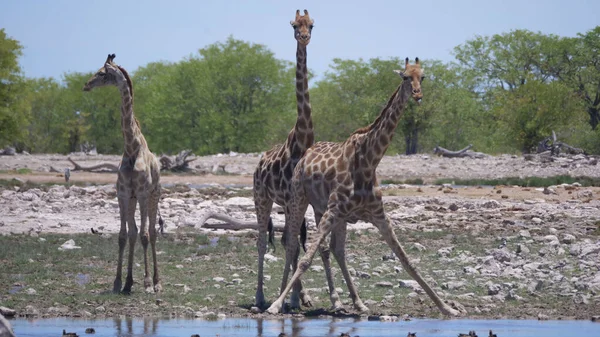 Giraffenherde Einen Teich Trinkt Wasser — Stockfoto