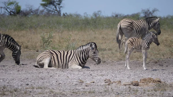 Moeder Baby Zebra Een Droge Savanne — Stockfoto