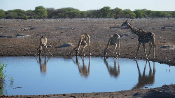 Girafas Bebendo Poço Água África — Fotografia de Stock