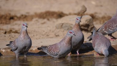 Benekli güvercinler Afrika 'daki bir göletten su içiyorlar.