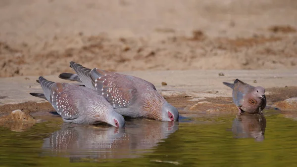 Três Pombos Salpicados Bebendo Água Uma Lagoa África — Fotografia de Stock