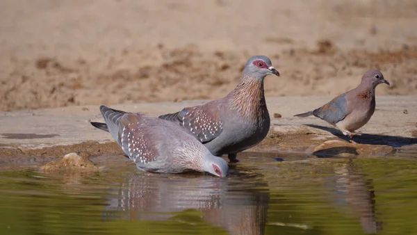 Três Pombos Salpicados Bebendo Água Uma Lagoa África — Fotografia de Stock