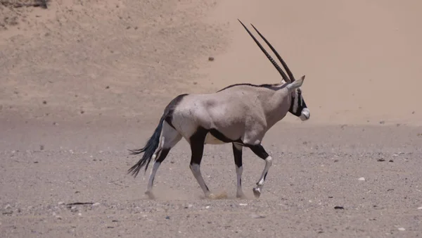 Gemsbok Kráčí Suchém Teplém Řečišti Hoanib Namibii — Stock fotografie