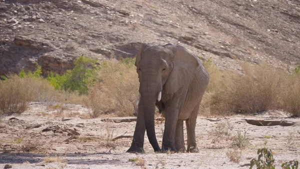 Elefante Solitario Pastando Seco Lecho Hoanib Riverbed Namibia Fotos De Stock Sin Royalties Gratis