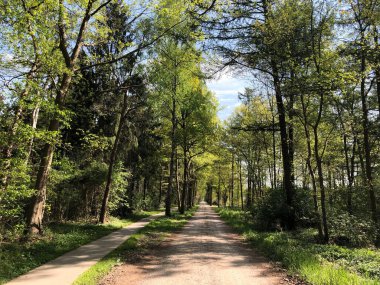 Hollanda 'daki Ommen çevresindeki ormandan geçen yol.
