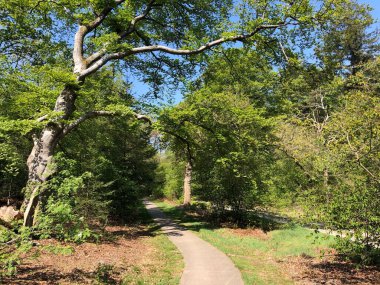 Hollanda 'daki Ommen çevresindeki ormandan geçen yol.