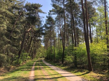 Hollanda 'daki Ommen çevresindeki ormandan geçen yol.