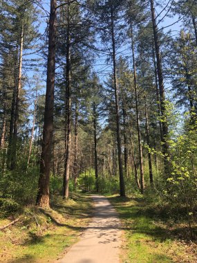 Hollanda 'daki Ommen çevresindeki ormandan geçen yol.