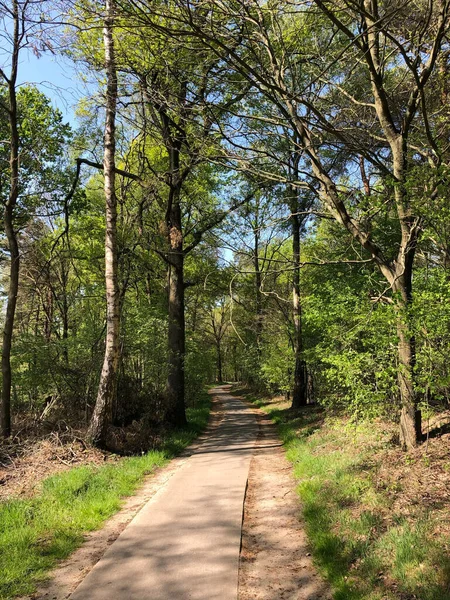 Caminho Através Floresta — Fotografia de Stock