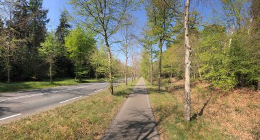 Hollanda 'daki Ommen çevresindeki ormandan geçen yol.