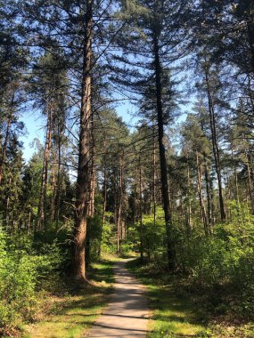 Hollanda 'daki Ommen çevresindeki ormandan geçen yol.