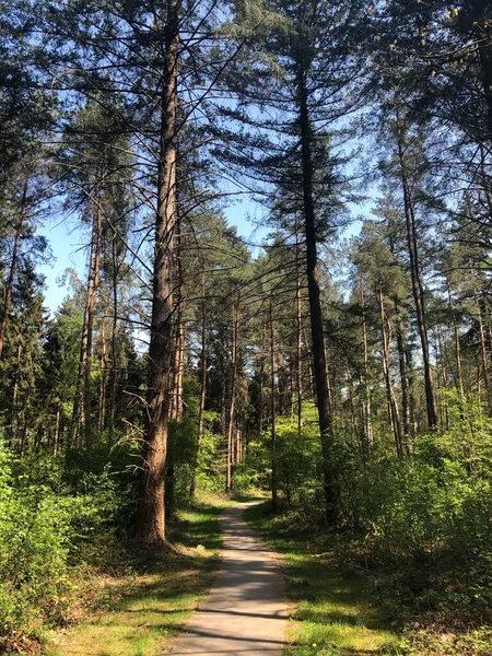 Hollanda 'daki Ommen çevresindeki ormandan geçen yol.