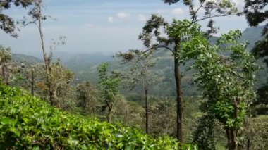Sri Lanka 'da Sabaragamuwa bölgesinde çay tarlası olan dağ manzarası.