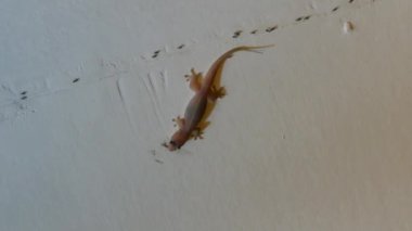 Gecko, Sri Lanka 'da karıncalarla dolu bir duvarda sinek avlıyor.