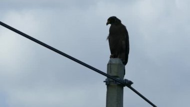 Kartal Sri Lanka 'da bir elektrik direğinde
