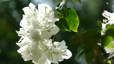 Arugam Körfezi Sri Lanka 'daki beyaz çiçeklere yaklaş