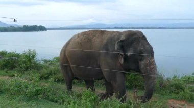 Asya fili elektrikli çitin yanında ve Sri Lanka 'daki Udawalawe Ulusal Parkı' nda Udawalawe Barajı 'nda yürüyor.