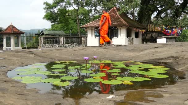 Mnich Przechodzący Obok Stawu Kwiatami Lotosu Odbiciem Wodzie Chłopiec Biegający — Wideo stockowe