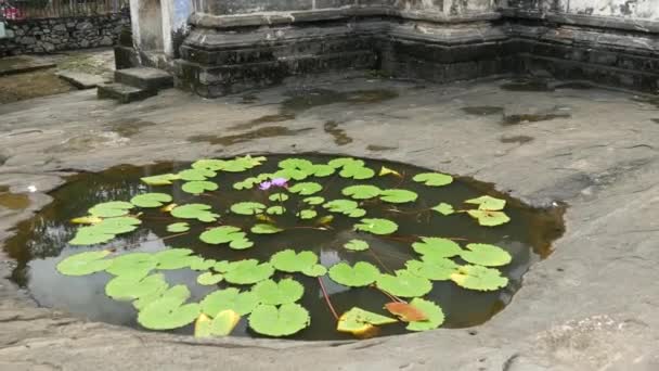 Înclinat Iaz Flori Lotus Pagoda Templul Lankatilaka Din Kandy Provincia — Videoclip de stoc