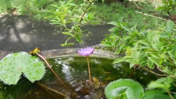 Lotus Fleur Dans Eau Avec Une Plante — Video