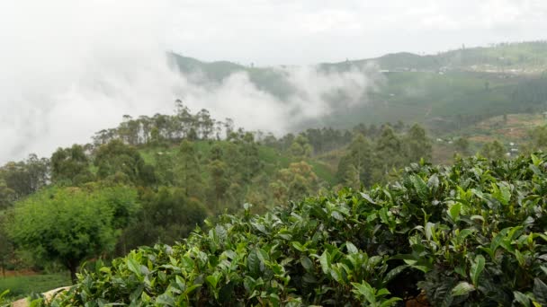 Felhők Mozognak Egy Teaültetvény Felett Srí Lankán — Stock videók