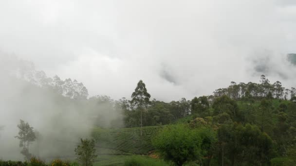 Lapso Tempo Nublado Movendo Sobre Uma Plantações Chá Sri Lanka — Vídeo de Stock