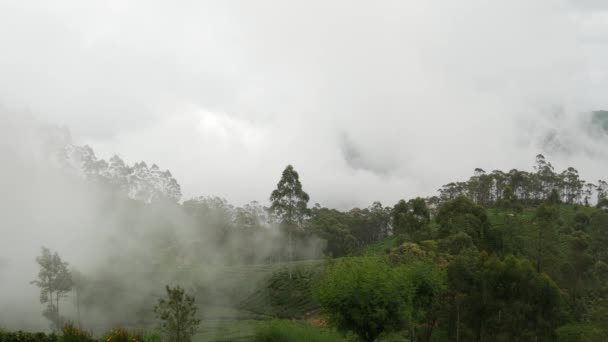 Wolken Über Einer Teeplantage Sri Lanka — Stockvideo