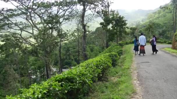 Pessoas Andando Uma Estrada Lado Uma Plantação Chá Região Sabaragamuwa — Vídeo de Stock