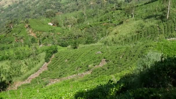 山脈への傾斜風景 サバラガムワ地方 スリランカ — ストック動画