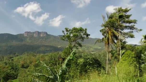 Pan Palmiers Chaîne Montagnes Route Avec Tuk Tuk Passant Par — Video