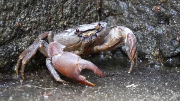 Big Salt Water Crab Rocks Sabaragamuwa Region Sri Lanka — Stock Video