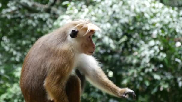 Orang Orang Melalui Makanan Untuk Monyet Wilayah Sabaragamuwa Sri Lanka — Stok Video
