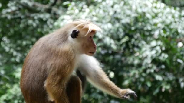 Mensen Voedsel Naar Een Aap Sabaragamuwa Regio Sri Lanka — Stockvideo