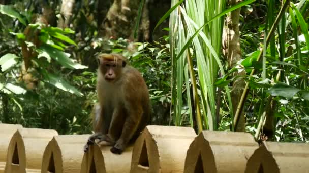 スリランカのサバラガムワ地方 モラワカの寺院の壁を歩く猿 — ストック動画