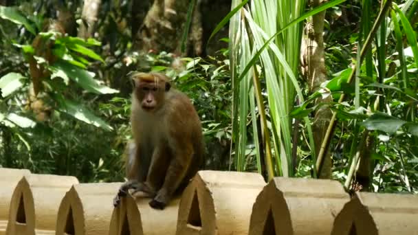 Aap Wandelen Bij Een Muur Van Een Tempel Morawaka Sabaragamuwa — Stockvideo