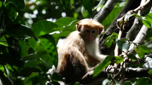 Itchy Bayi Monyet Hutan Sri Lanka — Stok Video
