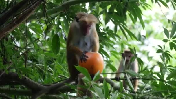 Macaco Com Comida Templo Uma Árvore Região Sabaragamuwa Sri Lanka — Vídeo de Stock