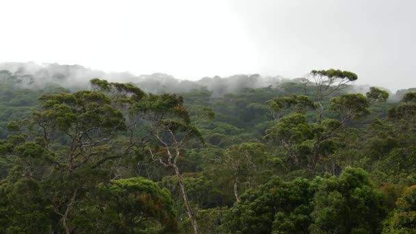 Forêt montagneuse sinistre dans la région de Sabaragamuwa, Sri Lanka