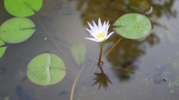 Witte Lotusbloem Met Reflectie Het Water Sri Lanka — Stockvideo