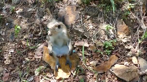 Scimmia Seduta Una Pietra Che Guarda Intorno Nella Foresta Dello — Video Stock