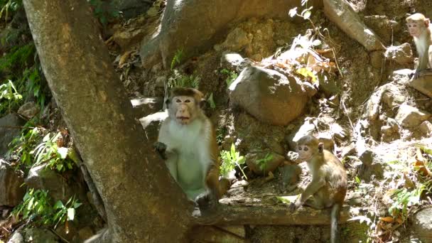 Monyet Monyet Hutan Sekitar Rawana Jatuh Ella Sri Lanka — Stok Video