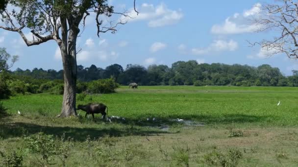 Buffalo Con Uccelli Elefante Sullo Sfondo Nel Parco Nazionale Lahugala — Video Stock