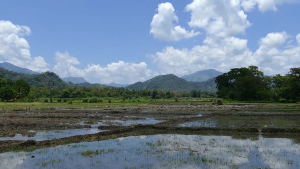 Paddy Fields Reflection Mountains Background Sri Lanka — Stock Video