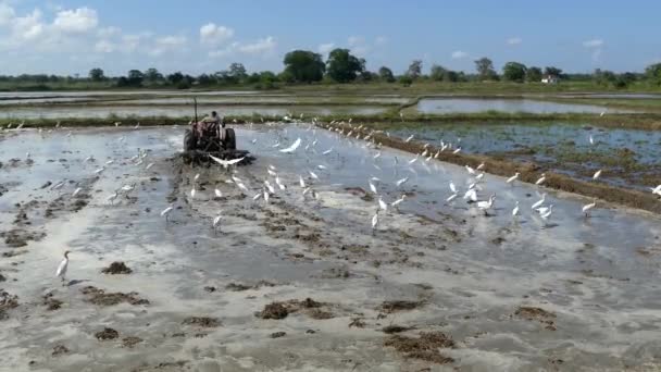 Garzas Arrozal Mientras Granjero Trabaja Tractor Sri Lanka — Vídeo de stock