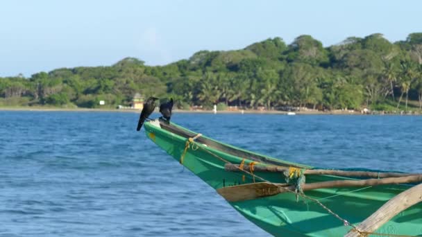 斯里兰卡阿鲁甘湾海滩一艘传统的金丝雀号渔船上的两只乌鸦 — 图库视频影像