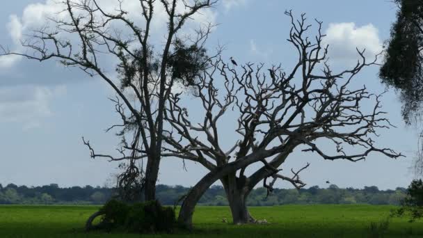 Grand oiseau dans un arbre à Lahugala Kitulana Parc national Sri Lanka