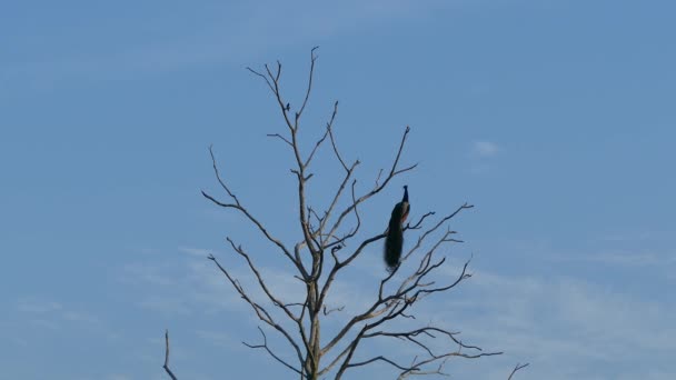 ウダワラワレ国立公園の木の孔雀スリランカ — ストック動画