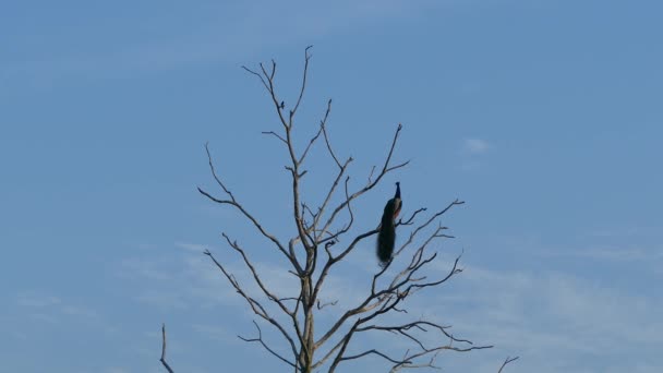 Pavo Real Alto Árbol Parque Nacional Udawalawe Sri Lanka — Vídeo de stock