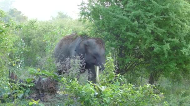 Elefante Asiático Com Grande Presa Parque Nacional Udawalawe Sri Lanka — Vídeo de Stock